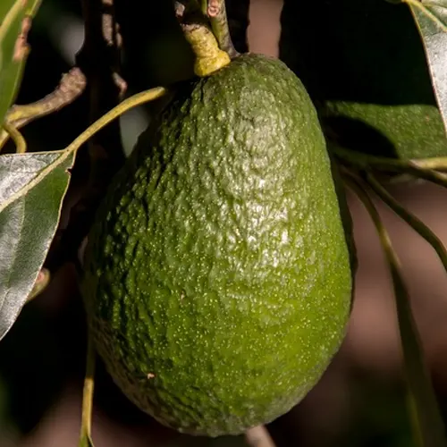 Aguacate - Delicies l'Avinguda-Terrassa - 2 Foto