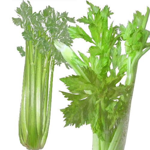 78-Apio-Carnicería Delicies l'Avinguda Terrassa