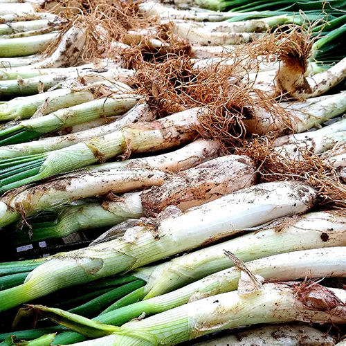 Calçots - Delicies l'Avinguda-Terrassa - 2 Foto