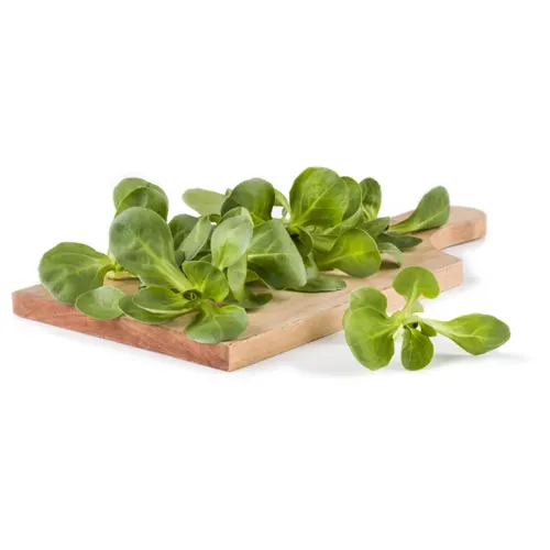 Relacionado - Canónigos Primeros Brotes