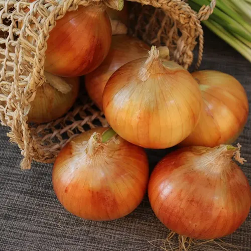 Cebolla de Figueres - Delicies l'Avinguda-Terrassa - 4 Foto