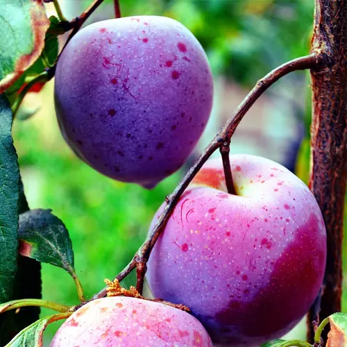 Ciruela negra - Delicies l'Avinguda-Terrassa - 3 Foto