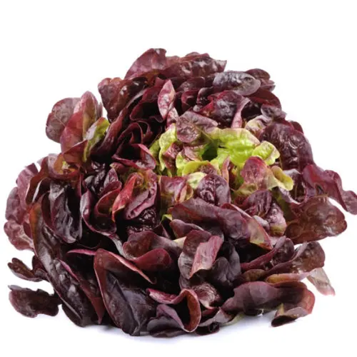 Lechuga maravilla - Delicies l'Avinguda-Terrassa - 4 Foto