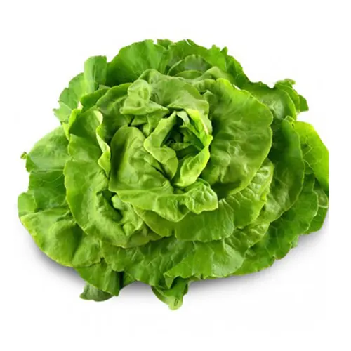 195-Lechuga maravilla-Carnicería Delicies l'Avinguda Terrassa