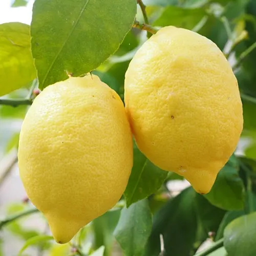 Limón 1/2kg - Delicies l'Avinguda-Terrassa - 2 Foto