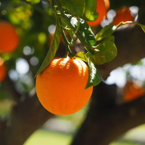 Naranja 1/2kg - Delicies l'Avinguda-Terrassa - 2 Foto