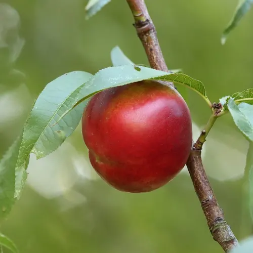 Nectarina - Foto 2