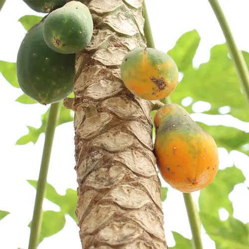 Papaya - Delicies l'Avinguda-Terrassa - 3 Foto