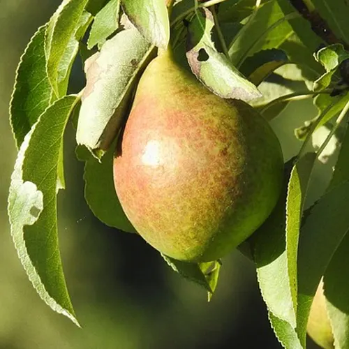 Pera blanquilla - Delicies l'Avinguda-Terrassa - 2 Foto