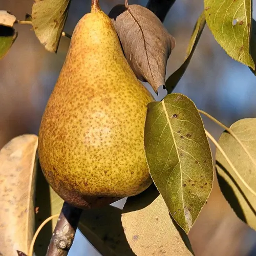 Pera Conference de la rioja - Delicies l'Avinguda-Terrassa - 3 Foto