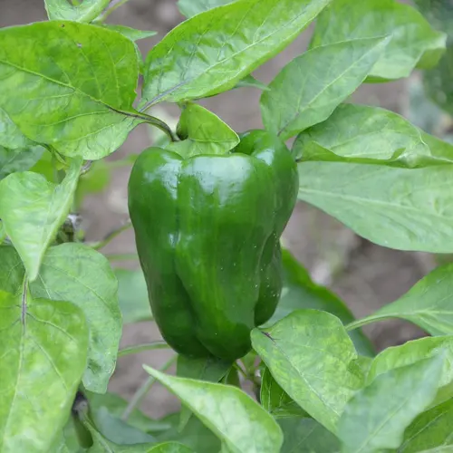 Pimiento verde - Delicies l'Avinguda-Terrassa - 2 Foto