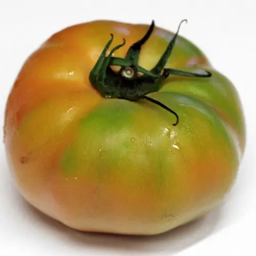 Tomate verde Raf - Delicies l'Avinguda-Terrassa - 3 Foto