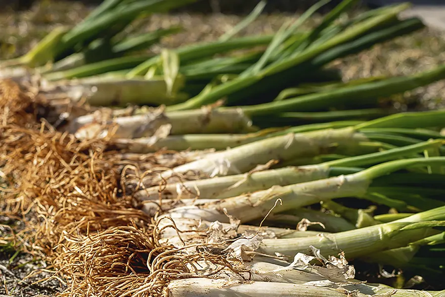 Calçots fácil en casa (al horno o en cocina de gas )- Receta 149