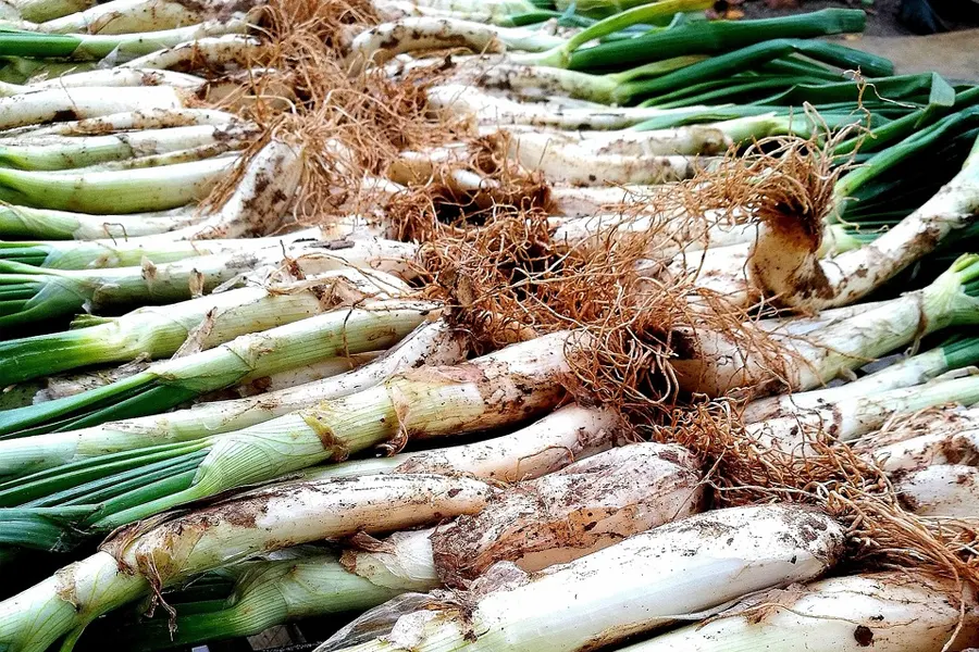 Cómo preparar calçots en casa (de forma sencilla)- Receta 148